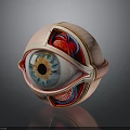 Detailed Human Eye Anatomy Model Displaying Iris Pupil Retina And Blood Vessels