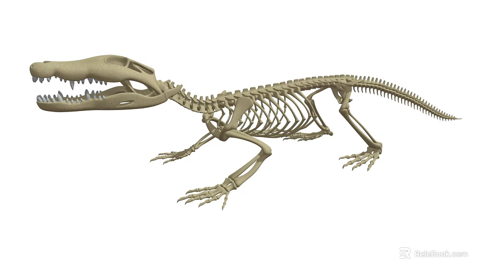 Full Crocodile Skeleton With Detailed Skeletal Structure For Scientific Study 3d model 