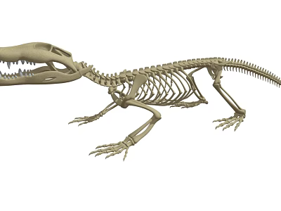 Full Crocodile Skeleton With Detailed Skeletal Structure For Scientific Study 3d model