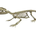 Full Crocodile Skeleton With Detailed Skeletal Structure For Scientific Study