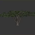 Lush Green Tree With Many Spreading Branches And Dense Foliage