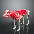 3D Animal Anatomy Model Showing Internal Organs Skeleton Structure And Fur Details