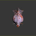 Pearlscale Goldfish with Pink and Orange Round Body Large Eyes Transparent Fins on Dark Background