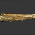 Natural Plant Wood Log With Smooth Texture And Brown Tones On Black Surface
