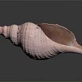 Detailed Pink Textured Conch Shell on Dark Background with Reflection