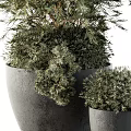 Lush Green Garden Decorative Plants With Various Sizes And Gray Planters