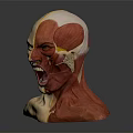 Human Head Anatomical Model Showing Detailed Facial Organs And Muscular Structure