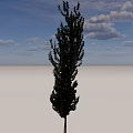 Tall Arbor With Green Leaves Standing In Green Grassland Under Blue Sky And White Clouds