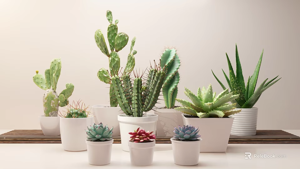 Various Types of Bonsai and Potted Succulents with Cacti in White Ceramic Pots 3d model 