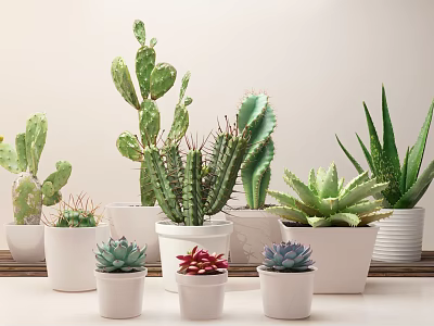 Modern potted cactus fleshy 3d model