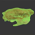 Large Ancient Animal Fossil Skull With Prehistoric Bone Structure And Scientific Significance