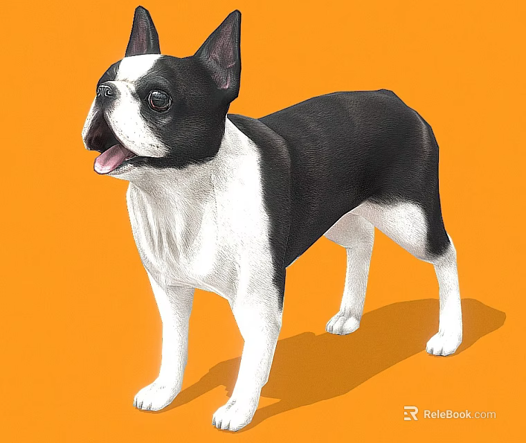 Boston Terrier Dog With Black And White Coat Standing On Orange Background 3d model 