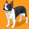 Boston Terrier Dog With Black And White Coat Standing On Orange Background