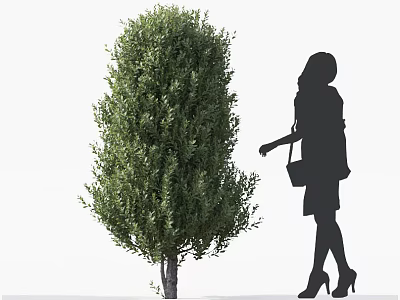 Lush Green Arbor Tree With Dense Foliage And Female Silhouette Standing Nearby 3d model