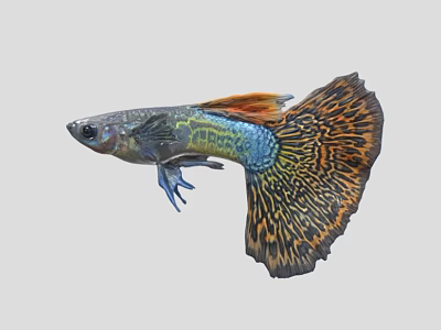 Colorful Guppy Fish With Blue Body And Orange Spotted Tail Fin 3d model