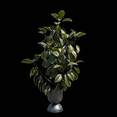 Beautiful Lush Green Bonsai Plant in White Pot with Black Background 3d model