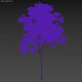 Tall Arbor Tree Standing With Person Silhouette Against Blue Sky And White Clouds