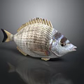 Striped Gray And White Aquatic Fish With Dorsal Fin Large Eyes And Slightly Open Mouth