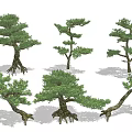 Various Form Bonsai Arbor With Lush Foliage Twisted Trunks And Exposed Roots