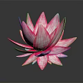 Pink Striped Lotus Flower With Vibrant Petals On Dark Reflective Surface