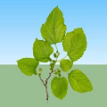 Fresh Green Leaves And Branches With Vibrant Foliage On White Background