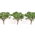 Three Arbor Trees With Lush Green Foliage And Brown Trunks 3d model