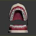 Human Teeth Dental Model Displaying Upper And Lower Jaw White Teeth Pink Gums