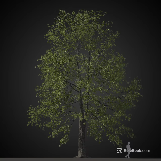 Tall Arbor With Lush Green Foliage And Strong Trunk In Natural Setting 3d model 