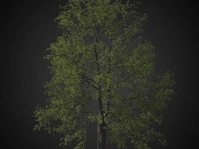 Tall Arbor With Lush Green Foliage And Strong Trunk In Natural Setting 3d model