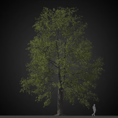 Tall Arbor With Lush Green Foliage And Strong Trunk In Natural Setting 3d model