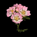Beautiful Pink Roses With Blooming Flowers Bud Green Leaves And Stem On Black Background
