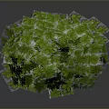 Lush Green Plant With Dense Vibrant Round Leaves On Dark Background