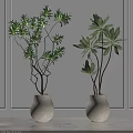 Lush Green Potted Plants in White Textured Vases for Indoor Decor
