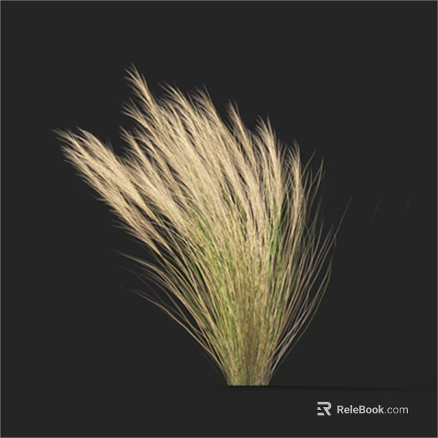 Elegant White And Green Feathery Grass With Slender Leaves Against Black Background 3d model 