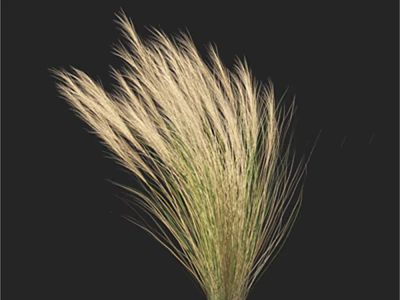 Elegant White And Green Feathery Grass With Slender Leaves Against Black Background 3d model