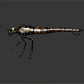Detailed View Dragonfly With Black Orange Striped Body Green Eyes And Transparent Wings