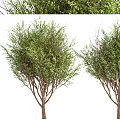 Lush Green Trees With Lush Foliage And Strong Trunks In Natural Outdoor Landscape