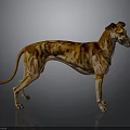 Tiger Striped Greyhound Dog With Long Legs Standing On Gray Background
