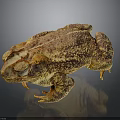 Brown and Yellow Toad With Bumpy Skin On Dark Background And Reflection