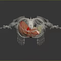 3D Human Skeleton Model Showing Internal Organs Like Heart Stomach And Intestines