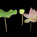 Fresh Green Lotus Leaf Pink Flower And Seed Pod Isolated On Black