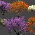 Vibrant Flowering Arbor Trees With Purple Red White And Pink Blooms
