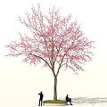 Beautiful Tree with Pink Blossoms and People Under Taking Photos and Sitting Outdoors