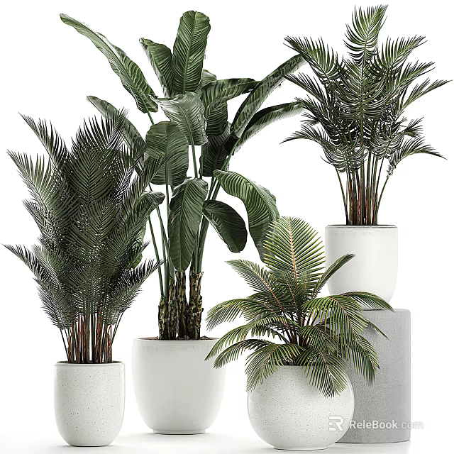Large Tropical Potted Plants With Green Foliage In White Ceramic Pots For Indoor Home Decoration 3d model 