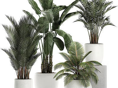 Large Tropical Potted Plants With Green Foliage In White Ceramic Pots For Indoor Home Decoration 3d model