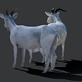 White Goats Family Group With Adult And Baby Standing On Gray Background