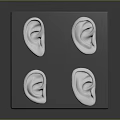 Highly Detailed Human Ear Organ Models Arranged on Gray Square Block