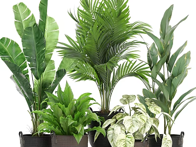 Decorative Plant Arrangement with Various Green Tropical Plants in Pots for Home Interior 3d model
