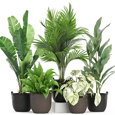 Decorative Plant Arrangement with Various Green Tropical Plants in Pots for Home Interior 3d model