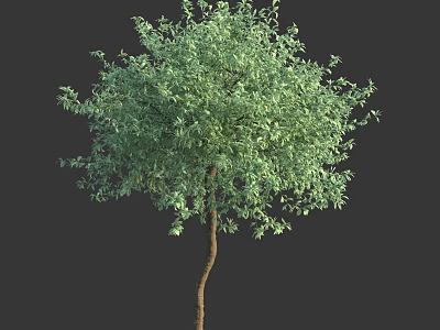 Lush Arbor With Dense Green Foliage And Brown Curved Trunk 3d model